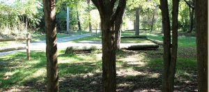 Hialeah Picnic Area: trees, gravel parking lot, various greenery