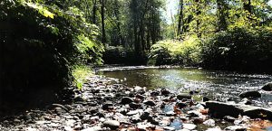 Minisink Park: the Brodhead Creek running over stones, surrounded by greenery